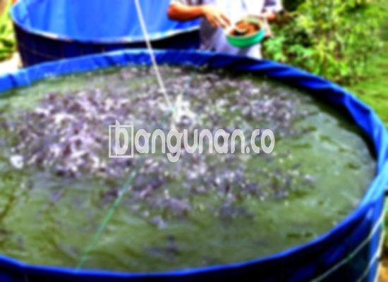 Jual Kolam Terpal di Benda Tangerang